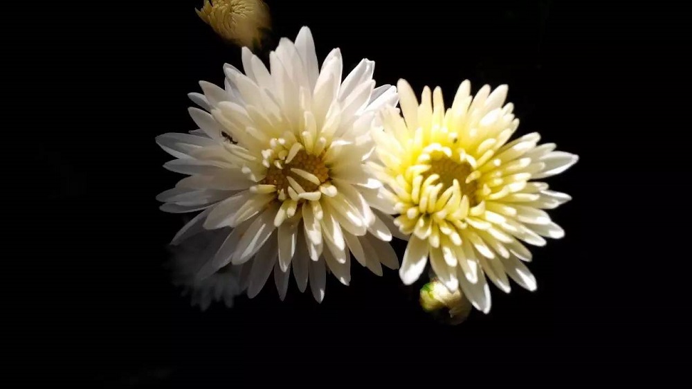 沉痛哀悼，深切緬懷江澤民同志